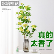 水培四季桂花树苗室内水养植物阳台，盆栽浓香型花卉四季开花绿植