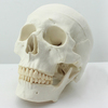 ENOVO颐诺医学艺用美术人体头骨模型亚洲头颅骨解剖模型骨骼标本
