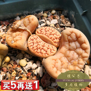 生石花c189荒玉多肉植物，2年番杏红纹脑岛田种源绿植盆栽买