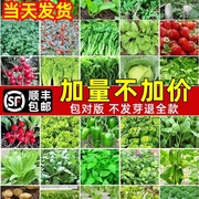 四季蔬菜种子菜，种籽菜园盆栽小白菜辣椒黄瓜