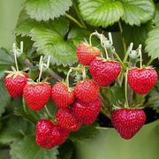 大草莓种子1000粒四季易种活室内外盆栽水果种子阳台盆栽庭院种植