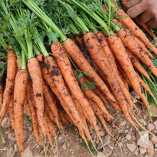 云南良道有机胡萝卜现摘现发有机认证非转基因新鲜蔬菜