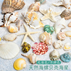天然贝壳海螺海星鱼缸造景，手工diy材料，相框风铃漂流瓶装饰小礼物