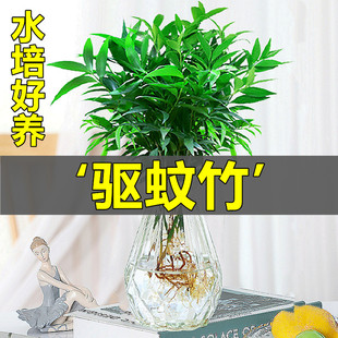 水培植物新宠驱蚊竹柏盆栽富贵竹驱蚊草花卉植物室内绿植水养植物