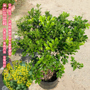 米兰花苗庭院驱蚊虫植物绿植花卉浓香花好养花卉香水米兰四季常青