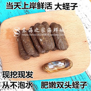 现挖蛏子海鲜水产贝类双头大蛏子鲜活野生新鲜小竹蛏带泥500g