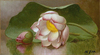 荷花名画油画背景墙海德，手绘植物田园花卉，无框heade莲花装饰画