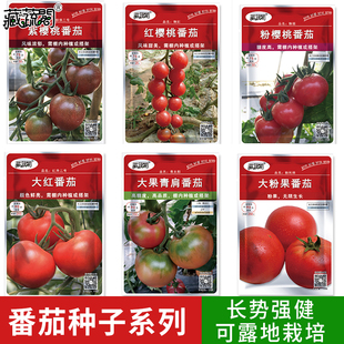 蔬菜种子大果西红柿种子樱桃小番茄，圣女果四季盆栽菜种籽孑大全