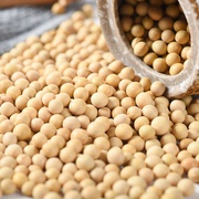 5斤装熟黄豆 打豆浆的专用黄豆 商用现磨五谷豆浆原料包杂粮袋装