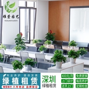 深圳办公室盆栽植物租赁绿植绿化养植物花卉租摆绿墙工程庭院设计