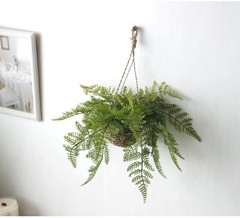 仿真绿植绿植吊篮蕨类款
