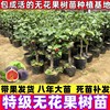 无花果果树果苗特大果矮化盆栽，水果树波姬红青皮鲜果树南北方