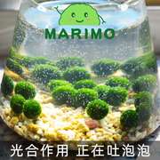 。幸福海藻球marimo水培微景观生态瓶桌面鱼缸创意DIY趣味植物礼