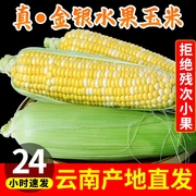 云南金银水果玉米9斤新鲜生吃甜玉米，棒子苞谷米，现摘糯蔬菜10