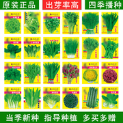 蔬菜种子四季播盆栽阳台庭院，土培香菜青菜萝卜，生菜小葱菠菜籽孑