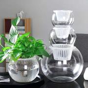 金钱草水瓶蝴蝶兰花瓶玻璃透明龟背竹，创意水培器皿简约绿航绿萝