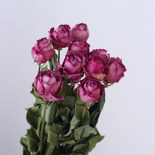 高级复古紫色玫瑰干花冷美人紫霞仙子情人节女友生日装饰插花