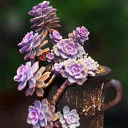 紫乐多肉老桩悬崖桩多头群生粉紫色多肉植物花卉办绿植盆栽