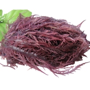 1件南极冰藻 凤尾藻紫晶藻龙须菜海发菜海带食用海藻干货300g