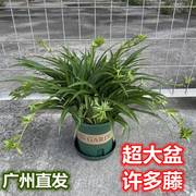 青叶吊兰盆栽带藤垂吊易养客厅，室内绿植办公室植物，净化空气吸甲醛