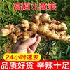 云南小黄姜新鲜10斤老姜罗平农家自种现挖生姜土姜食用月子姜