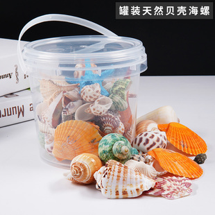 天然贝壳海螺海星密封罐，桶装diy装饰摆件，科教幼儿园礼物鱼缸造景