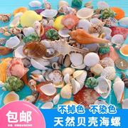 天然贝壳海螺鱼缸造景，装饰小摆件水族箱布景，套装龟缸底砂装饰品