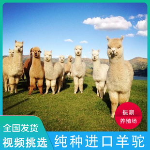 澳洲羊驼宠物活的萌宠小羊驼幼崽活体羊驼活物出售神兽租赁草泥马