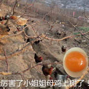 北京平谷农家柴鸡蛋新鲜 草鸡蛋农家散养土鸡蛋 40枚