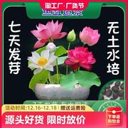 四季开花碗莲种子水培植物花卉，室内庭院鱼缸水养，莲花荷花睡莲盆栽