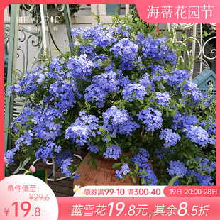 海蒂的花园蓝雪花耐热阳台可爬藤四季好养易活盆栽花卉植物室内花