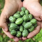 拇指西瓜种子迷你水果庭院小西瓜种籽四季春季盆栽阳台农家蔬菜孑
