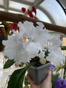 苦苣苔堇兰：无名氏白色大花，室内耐阴，四季开花，多年生草本