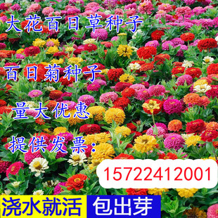 百日草花种子四季野花组合花卉，种籽百日菊，太阳花波斯菊格桑花种子