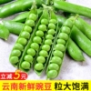 新鲜豌豆荚 现摘现发带壳水果甜豆角青豆荚云南农家蔬菜5/9斤