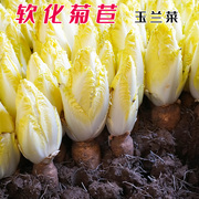 金玉兰菜籽白玉兰种子软化菊苣种子籽四季阳台蔬菜黄芽菜种孑食用