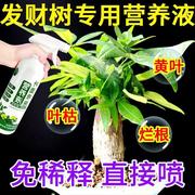 酸性植物营养液发财树营养液，免稀释治叶子发叶面喷施生根药水