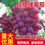 果树苗 葡萄苗 巨玫瑰葡萄苗 嫁接葡萄苗 品质外观具佳的葡萄
