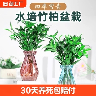 驱蚊竹柏水培植物室内水养绿植花卉盆栽办公室桌面四季常青草好养