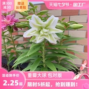 进口香水百合花种球盆栽大丽花卉绿植物室内好养活四季开花郁金香