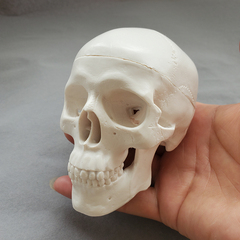弘深人体解剖迷你头骨模型骷髅玩具