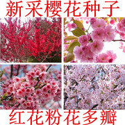 樱花种子 日本樱花籽 树种子 樱桃种子山樱花种子 林木花卉种子