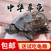 乌龟活体 中华草龟外塘草龟小观赏龟水龟金线龟宠物龟活物龟