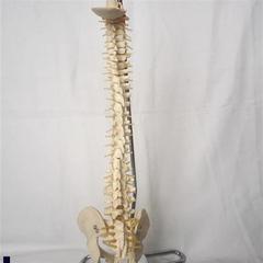 高档中型人体脊柱模型人体J模型骨骼骨架模型