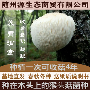 椴木猴头菇菌种种在木头上的猴头菇菌种椴木蘑菇菌种食用菌种