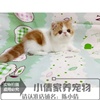 加菲猫宠物猫异国短毛猫家养，纯种加菲短毛猫幼猫，活体红白梵弟弟x