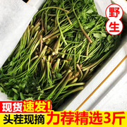 现摘水芹菜3斤新鲜野生现采摘现发野菜，绿色时令蔬菜特产