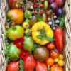 传家宝番茄虹越园艺家樱桃，牛排甜百万西红柿蔬菜，阳台盆栽播种子苗