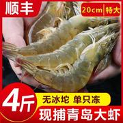 海捕青岛大虾4斤鲜活海鲜 新鲜白对虾基围虾活虾冷冻生鲜