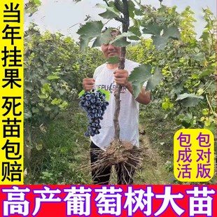 巨峰葡萄苖阳光玫瑰蓝宝石葡萄，树苗无籽南方北方种植盆栽庭院爬藤